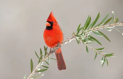 красный кардинал птица рисунок: 13 тыс изображений найдено в  Яндекс.Картинках | Bird outline, Bird drawings, Bird
