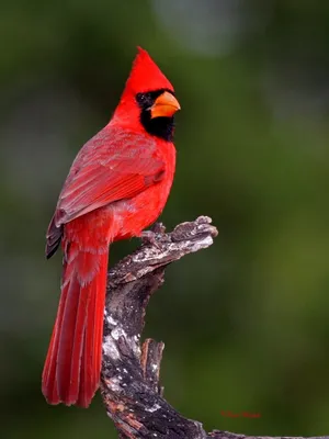 Описание и повадки красного кардинала - красной птички из Angry Birds |  Птица дома | Дзен