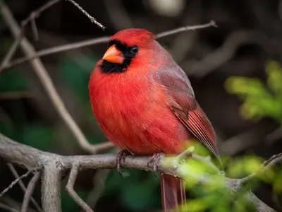 Красный кардинал птица на ветке дерева · Бесплатные стоковые фото