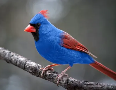 красный кардинал птица рисунок: 13 тыс изображений найдено в  Яндекс.Картинках | Bird, Colorful birds, Beautiful birds