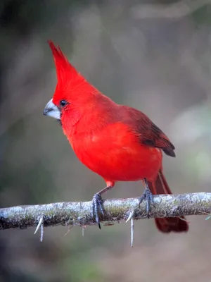 Птичка кардинал (54 фото) - красивые фото и картинки pofoto.club
