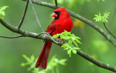 Красный кардинал птица на ветке дерева · Бесплатные стоковые фото