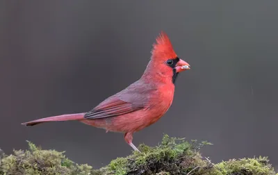 Как живёт красный кардинал: 8 интересных фактов из жизни территориальной  птицы | Приключения натуралиста | Дзен