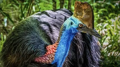 Казуар: самая опасная птица на планете с тесаками на ногах | STENA.ee