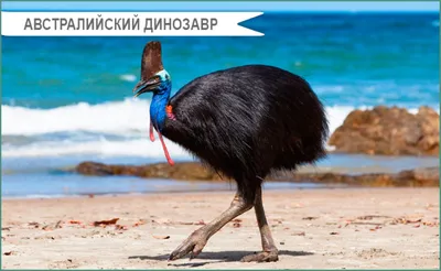 Видео: На что способна самая опасная птица в мире весом 60 кг — казуар