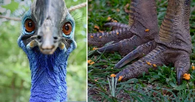 Казуар: Агрессивный мясник в 70 кг. Самая опасная птица на планете с  тесаками на ногах | Книга животных | Дзен