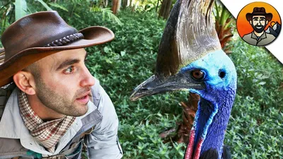 Отшельник из джунглей: как живет архаичная птица казуар | Вокруг Света