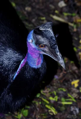 Казуар: самая опасная птица на планете | Заметки о животных | Дзен