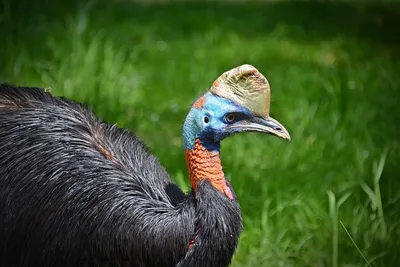Казуар – самая опасная птица на планете | Мир за окошком | Дзен