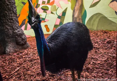 Самая опасная птица на Земле живёт в Австралии