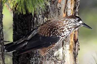 Кедровка: Шишки, шишки, шишки! Эта птица знает о них всё и приносит  огромную пользу хвойным лесам | Книга животных | Дзен
