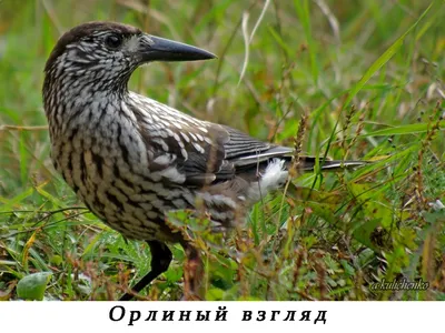 Кедровка - Приокско-Террасный государственный природный биосферный  заповедник