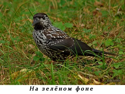 Кедровка | Природа России (фото и видео) | Дзен
