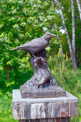 Зеленоград | В Зеленограде заметили редкую для здешних мест птицу -  Публикации - Общество - Зеленоград24