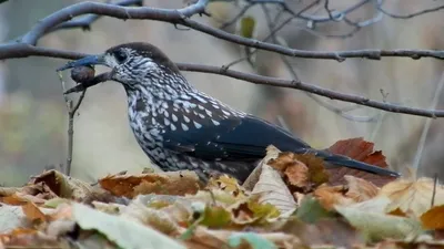 Кедровка / Nucifraga caryocatactes / Spotted Nutcracker | Flickr