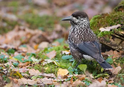 The voices of the birds how sings Nucifraga caryocatactes - YouTube