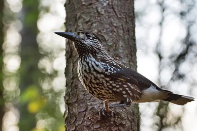 Кедровка. / Кедровка или ореховка Вид птиц из семейства врановых (Corvidae)  Международное научное классификационное имя — Nucifraga caryocatactes Оно  по смыслу означает «разрушитель орехов» Небольшая птица, чуть меньше галки  и с более