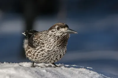 Кедровка (Nucifraga caryocatactes). Птицы Сибири.