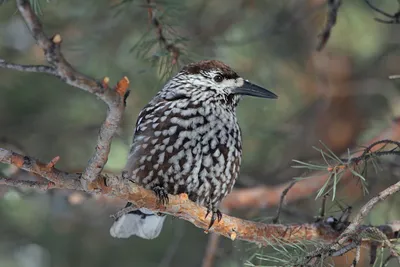 Кедровка - eBird