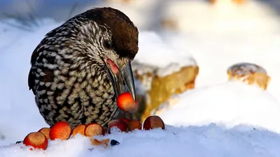 Кедровка (Ореховка) - Spotted Nutcracker - Schiaccianoci - YouTube