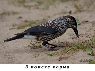 Кедровка - Приокско-Террасный государственный природный биосферный  заповедник
