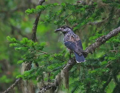 Кедровка Nucifraga caryocatactes Eurasian Nutcracker