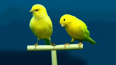 Спой, птичка: как выбрать кенара и что нужно для его счастливой жизни
