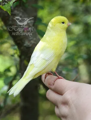 Birds' voices How to sing Canary - YouTube