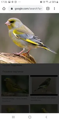Волшебное пение кенара Звуки природы Пение птиц Magic singing of Kenar  Sounds of nature birds - YouTube