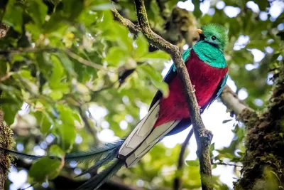 Viva Mexico - Кетцаль - священная птица майя. Эта... | Facebook