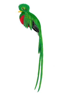 Квезаль или кетцаль (лат. Pharomachrus mocinno)Священная птица майя.:  Персональные записи в журнале Ярмарки Мастеров