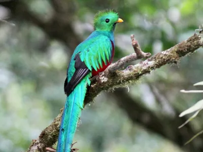 Viva Mexico - Кетцаль - священная птица майя. Эта... | Facebook