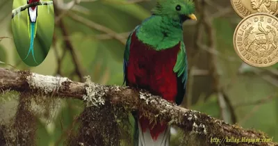 Mocinno Pharomachrus кетцаль от природы коста-рики зеленым лесом.  Великолепный священный Mistic зеленый и красный птица. Стоковое Изображение  - изображение насчитывающей правоприменительные, пуща: 189080325