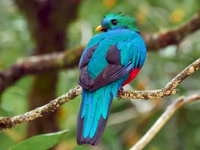 Коста-Рика. Чудо-птица облачного леса | А я еду | Дзен