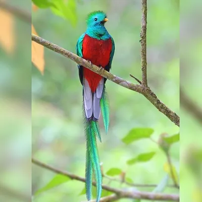 Экзотическая птица с длинным хвостом. Великолепная Кетцаль, Pharomachrus  mocinno, великолепная священная зеленая птица из Savegre в Коста-Рике.  Редкое магическое животное в горном тропическом лесу. Наблюдение за птицами  в Америке . стоковое фото ©
