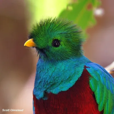 Новые бесплатные фото Великолепный Кетцаль, символ свободы, птица, ветка,  красная грудка, зеленое оперение | Птицы, Фотографии, Большие фото