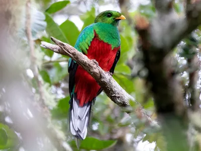 Самая красивая птица Центральной Америки. Ветви оэт великолепного Mocinno  Pharomachrus кетцаль сидит покрытые Moss. Стоковое Фото - изображение  насчитывающей украшение, ангстрома: 174783074