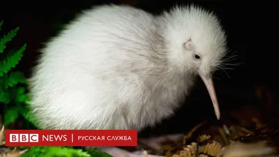 Редкая белая птица киви умерла в Новой Зеландии. Она вдохновляла авторов  детских книг и игрушек - BBC News Русская служба