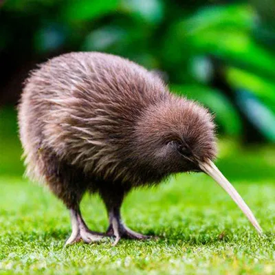 Птица-Киви: символ Новой Зеландии без крыльев» — создано в Шедевруме
