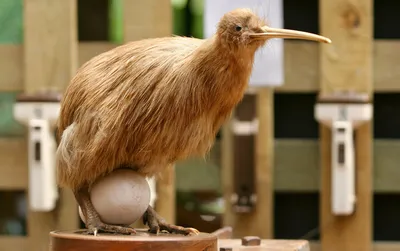 Киви – птица из Новой Зеландии, которая не летает. | ВКонтакте
