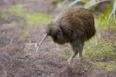 1800-й птенец птицы киви вылупился в инкубаторах Новой Зеландии | ИА  Красная Весна