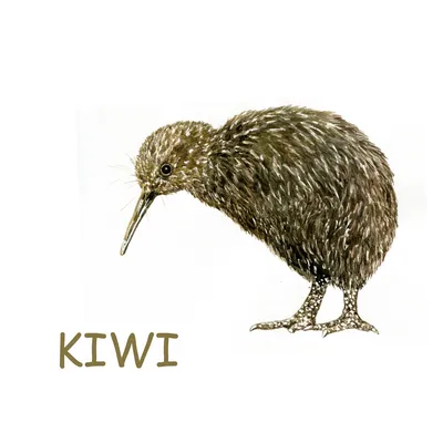 Птица киви с яйцом (30 фото) | Киви, Птицы, Новая зеландия