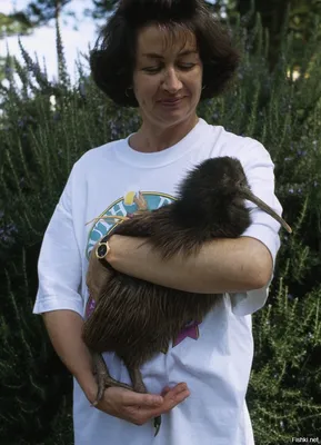 В столице Новой Зеландии появились на свет птенцы киви - Pets