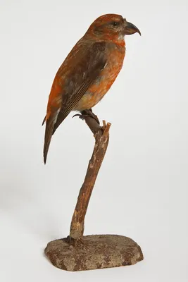 Клёст лесная певчая птица. Фотограф Триер Игорь
