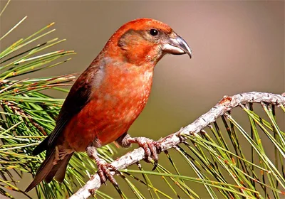 Клест, Curvirostra Loxia, красная воробьинообразная птица сидя на стволе  дерева, животное в среду обитания природы, Германия Стоковое Фото -  изображение насчитывающей европа, мужчина: 70945554