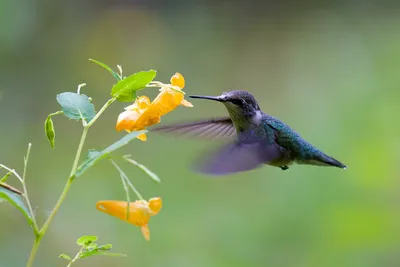 50 интересных фактов о колибри | Пикабу