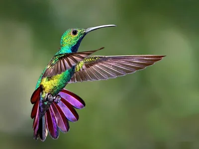 Красивая, яркая птичка, колибри, …» — создано в Шедевруме