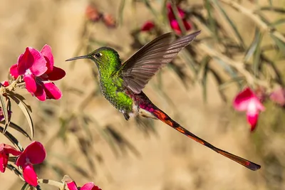 На сколько маленькая птица колибри | Lior | Дзен