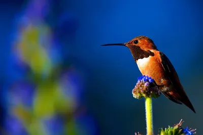 акварель,маленькая птичка колибри ,иллюстрация Stock-Illustration | Adobe  Stock