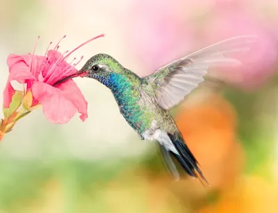 Птица колибри, у цветка Гиперреализм…» — создано в Шедевруме